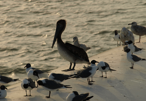 pelican